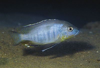 Ctenopharynx pictus 'Likoma Island'